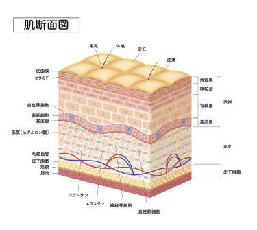 皮肤横截面7