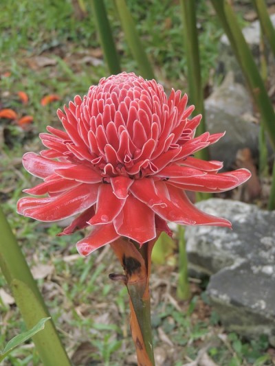 红姜百合或菲律宾蜡花。