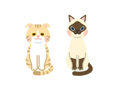 猫