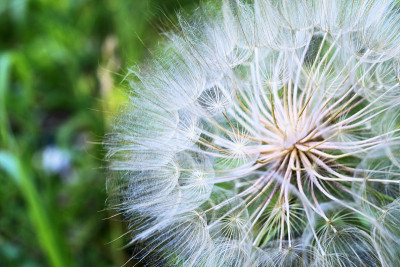 这就是我的企图Dandelion