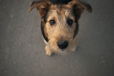 狗