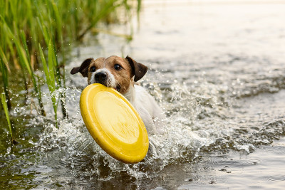 可爱的小猎犬在水里玩黄色玩具
