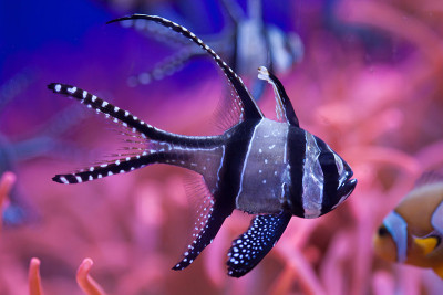 骄傲的鲤鱼(Pterapogon kauderni)。
