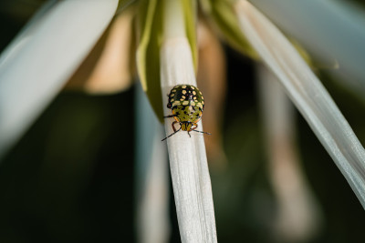 美丽Shieldbug