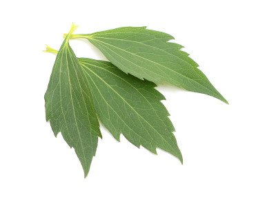 三叶草花叶子上白