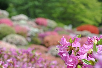 佐贺公园里的杜鹃花