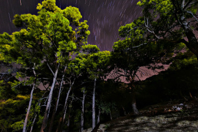 Nihgt曝光明星. .