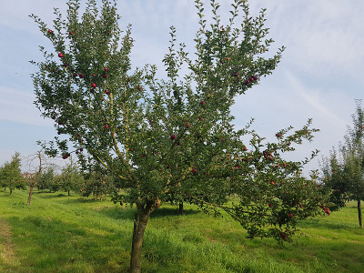 槭红，苹果，苹果，家蝇
