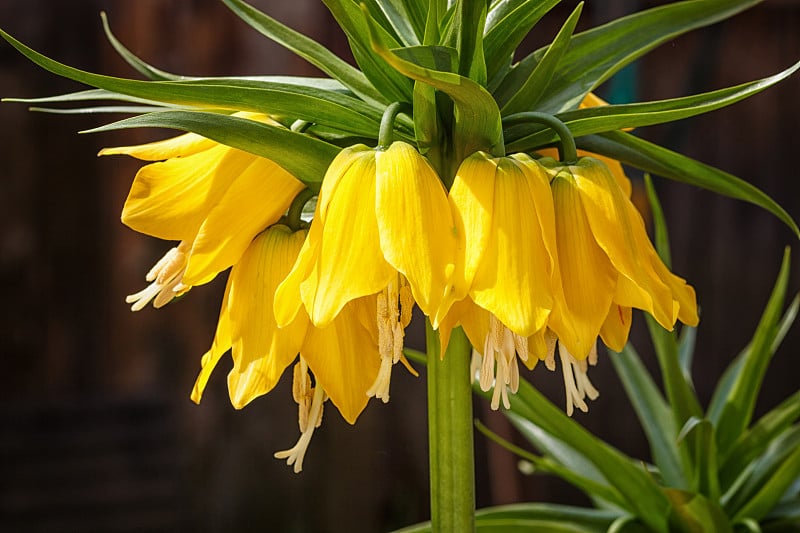 冕贝母(Fritillaria imperialis)花。黄色的花和绿色的叶。