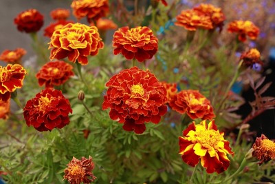 美丽的橙色花朵金盏花