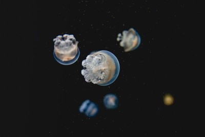 海洋生物