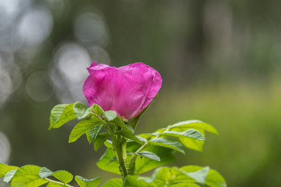 公园里的蔷薇花