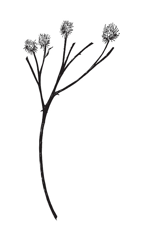 矢量插图与野花。画素描。