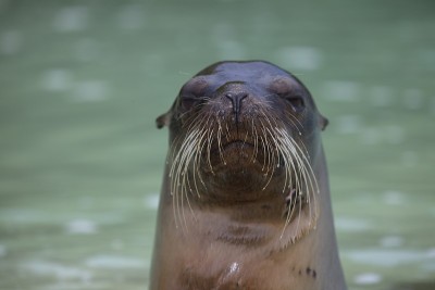 加拉帕戈斯毛皮海豹(Arctocephalus galapagoensis)的特写肖像与头伸出水加拉