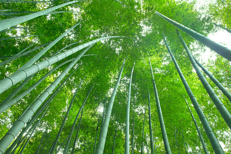 竹林