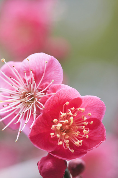 红色的梅花