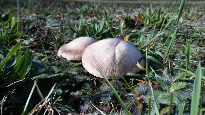 蘑菇找到