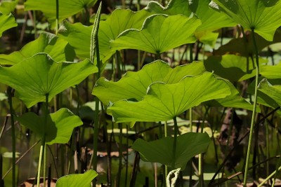 印度莲花，莲，毛里求斯，印度洋，非洲