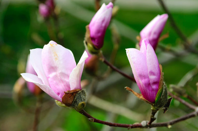 木兰的花