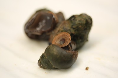 淡水贻贝