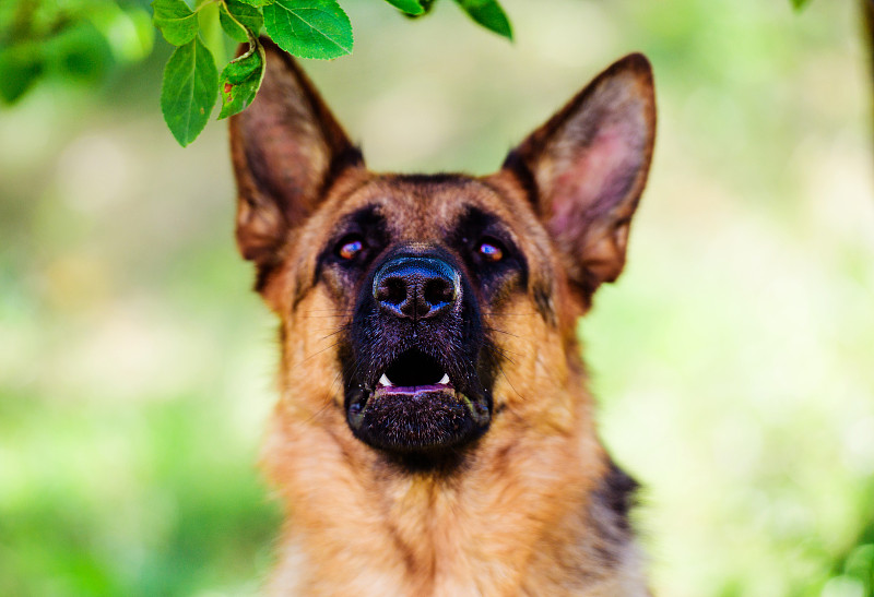 绿色草地上的德国牧羊犬