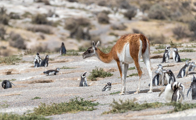 Guanacos“Lama guanicoe”走过麦哲伦企鹅群“spheniscus magella