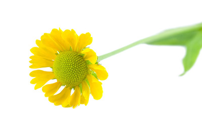 黄色的花