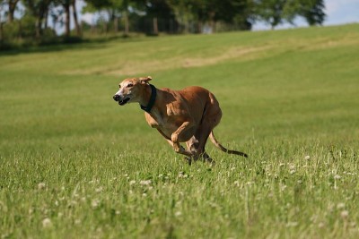 保留灰猎犬