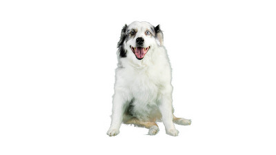 白色背景的澳大利亚牧羊犬