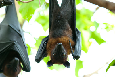 lyie的flyingfox