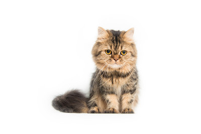 年轻的波斯猫