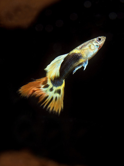 孔雀鱼、网纹鱼、水族鱼类