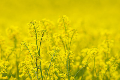 油菜