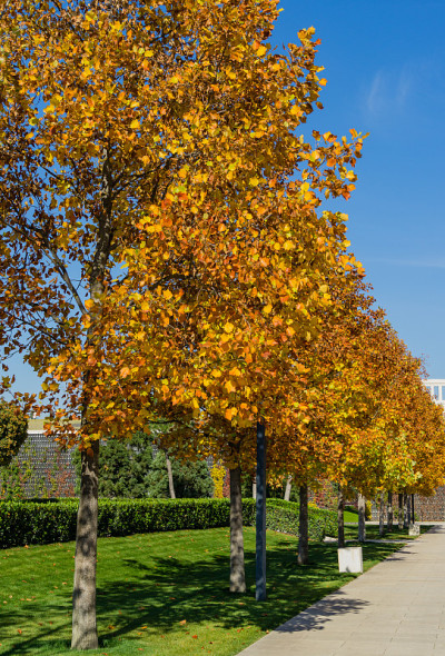 郁金香树(Liriodendron tulipifera)，称为郁金香树，美国或郁金香杨树在城市公园
