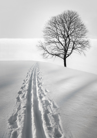 滑雪道和滑雪树