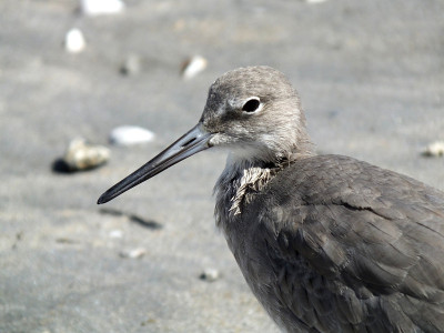 Willet (Tringa semipalmata)