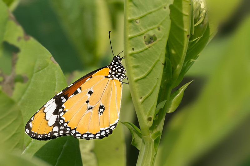 斑虎蝶(Danaus chrysippus)