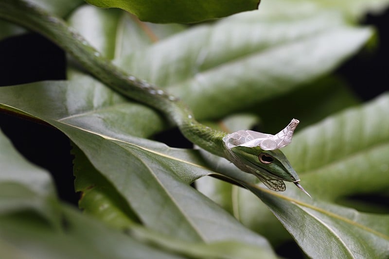 亚洲藤蔓蛇的特写(Ahaetulla prasina)脱落它的皮肤。