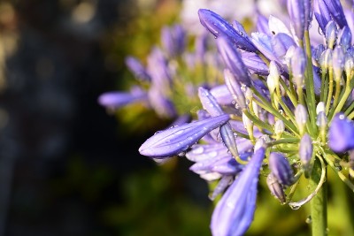 Agapanthus，一种南非蓝百合花