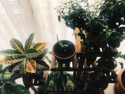 植物