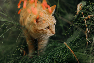 棘手的姜猫