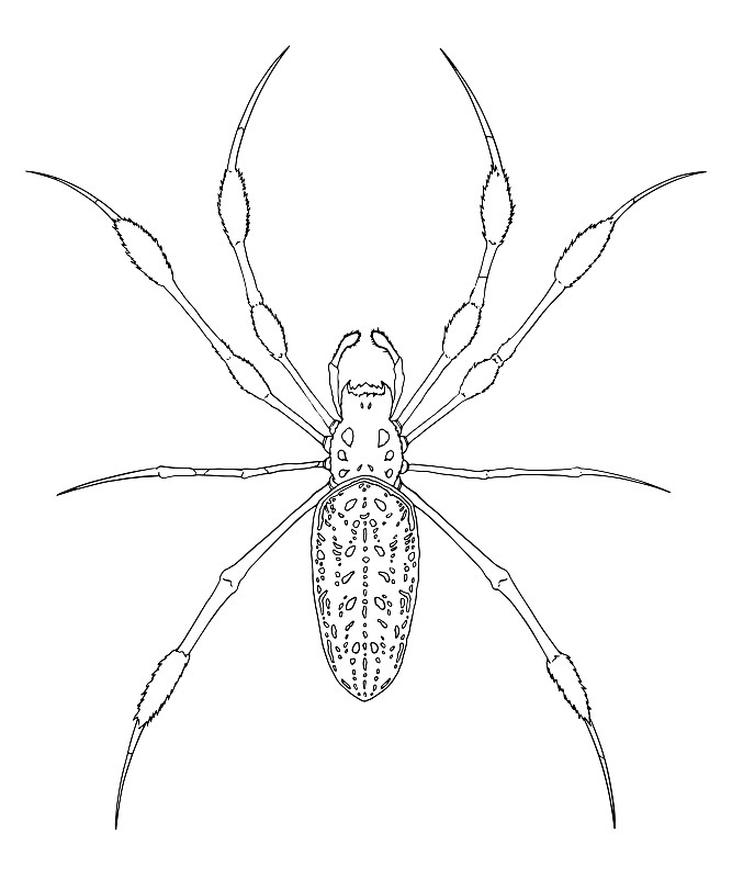 金丝织布蜘蛛的轮廓。手绘矢量插图。用于教育，参考，网页设计，平面设计