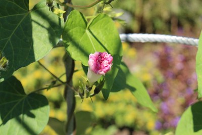 “普通的牵牛花”花-番荔枝