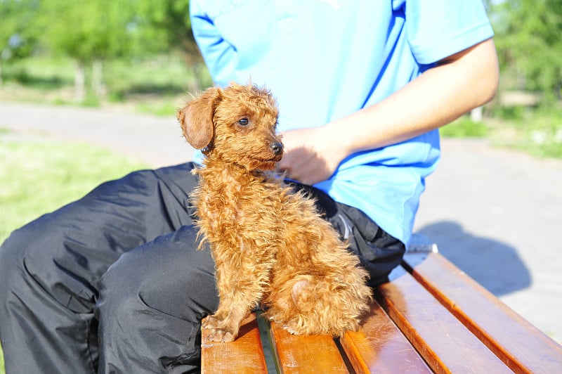 贵宾犬的狗