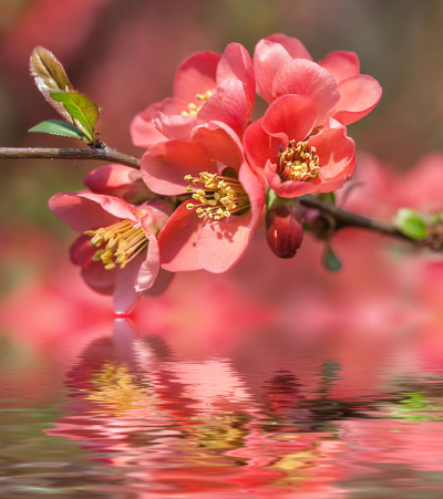 红海棠开花
