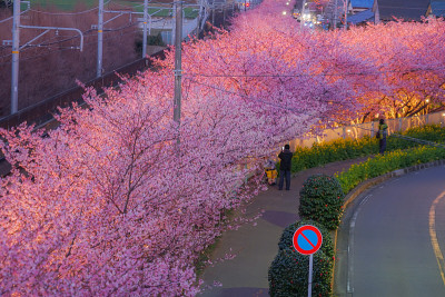 河津樱桃树和三浦街根油菜