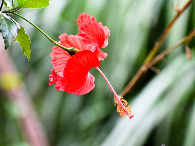 中国玫瑰(芙蓉)在花园里开花。