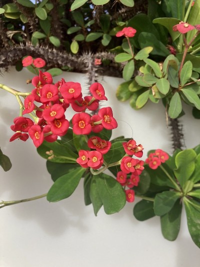 红色的仙人掌花
