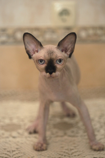 可爱的斯芬克斯猫的肖像