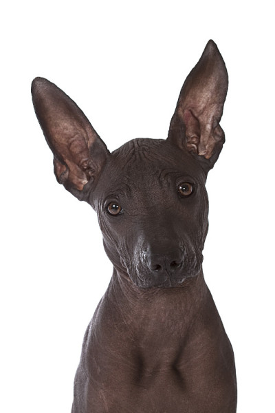 无毛xoloitzcuintle小狗